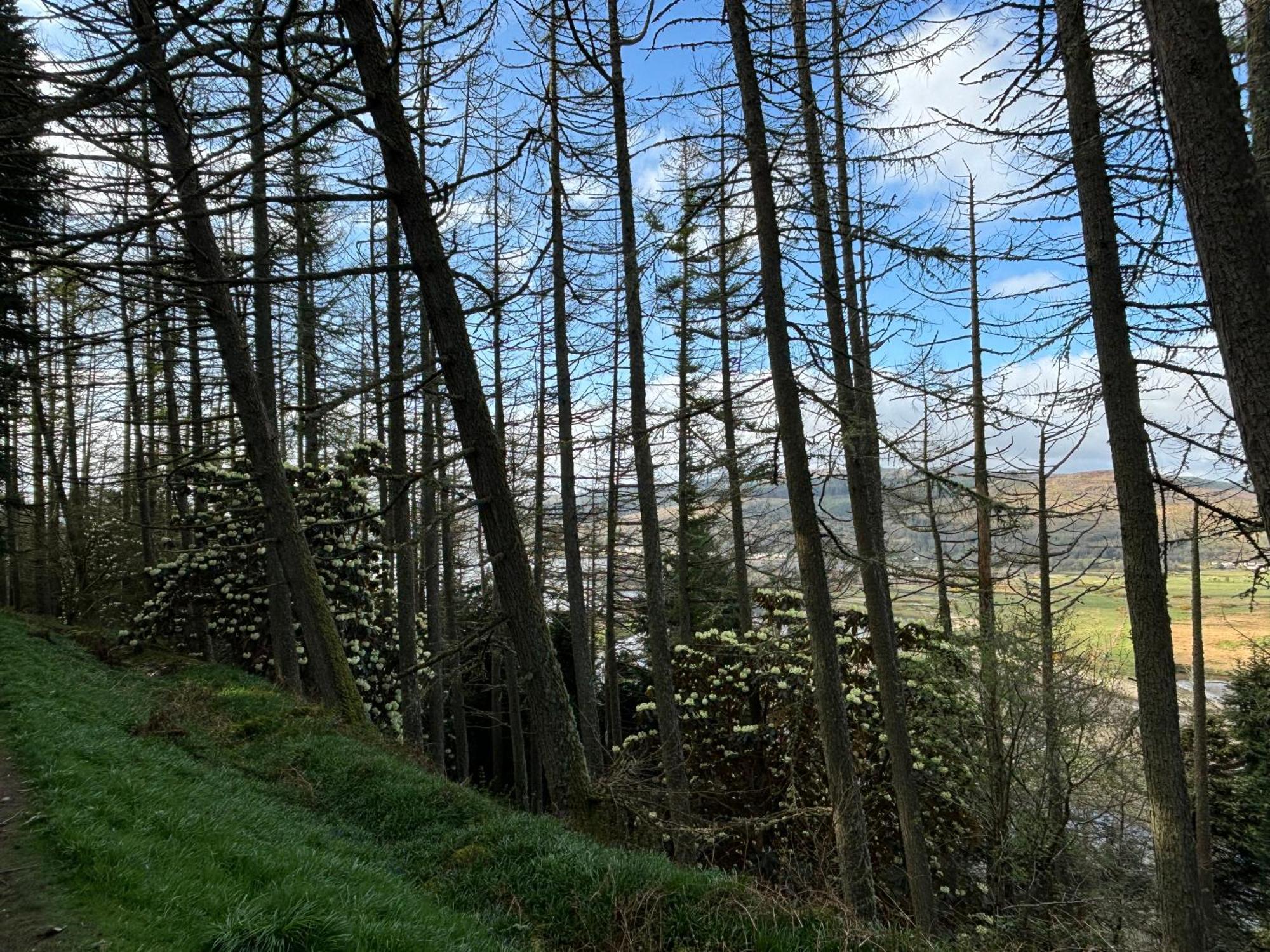 North Lodge Kilmun Dış mekan fotoğraf