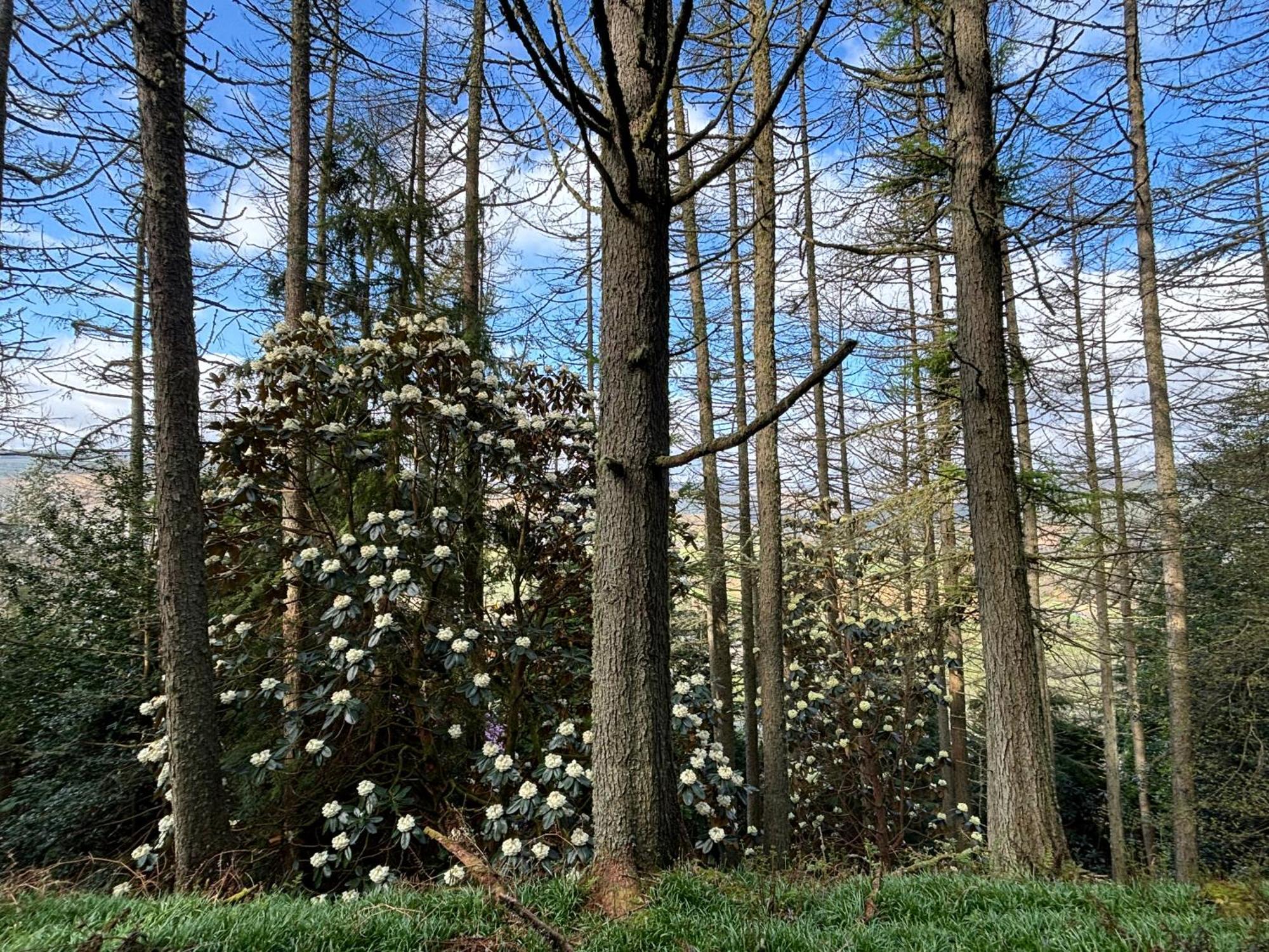North Lodge Kilmun Dış mekan fotoğraf